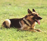 Adestramento de cães em Aracaju