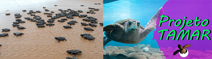 Projeto Tamar Aracaju