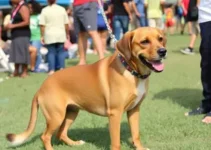 campanha de adoção de animais