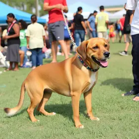 campanha de adoção de animais
