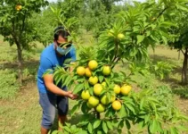 arborização