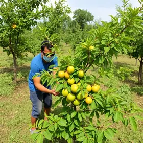 arborização