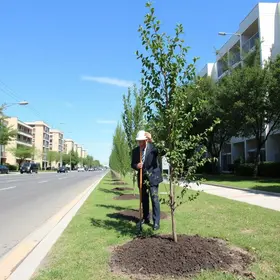 arborização